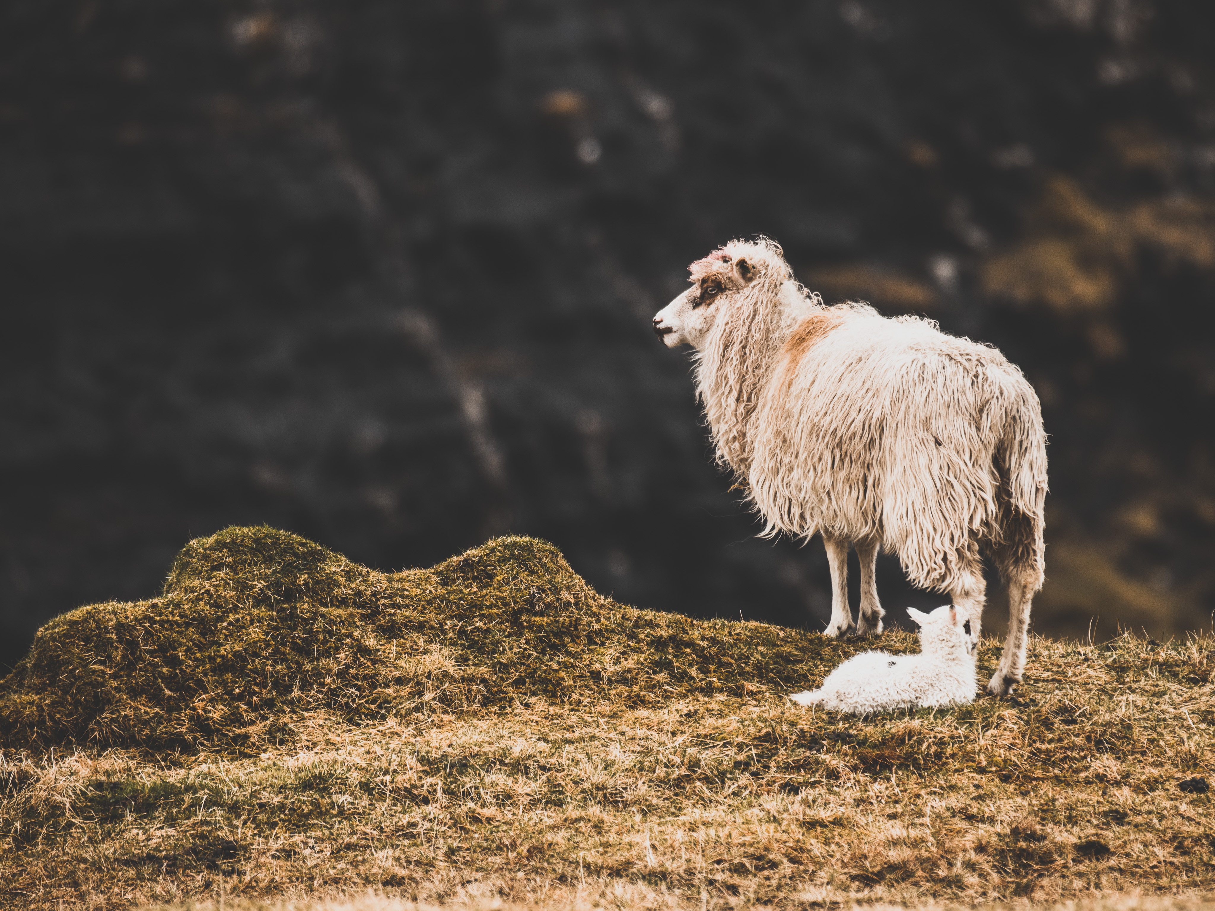 AbundanceSheep:hans-christian-strikert-1106488-unsplash